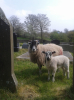 Sheep are often seen in our Churchyard 
